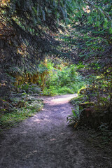 Hall of Mosses and Spruce Nature Trail, Hoh Rainforest, Olympic National Park, Washington, United States, America.