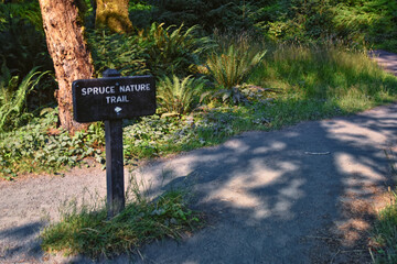 Hall of Mosses and Spruce Nature Trail, Hoh Rainforest, Olympic National Park, Washington, United States, America.