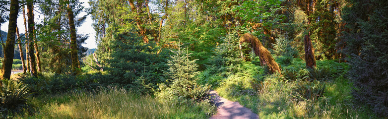 Fototapeta premium Hall of Mosses and Spruce Nature Trail, Hoh Rainforest, Olympic National Park, Washington, United States, America.