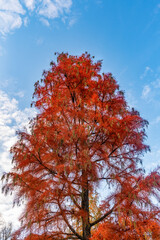 A tall tree with vibrant red foliage set against a bright blue sky 