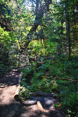 Hall of Mosses and Spruce Nature Trail, Hoh Rainforest, Olympic National Park, Washington, United States, America.
