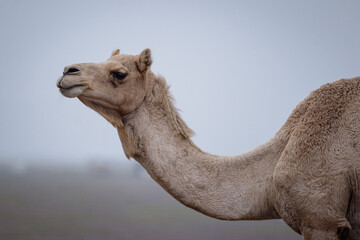Camel roaming in the Arabian Desert in Saudi Arabia during winter time. 