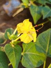 mirabilis jalapa yellow in the garden