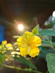 mirabilis jalapa yellow in the garden
