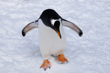 ペンギンの雪中散歩