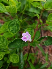 ruellia repens in the nature