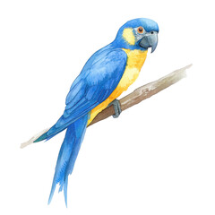 Watercolor illustration of a blue macaw bird, full body, realistic colors, transparent background.