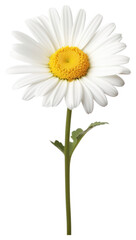 Fototapeta premium PNG Beautiful daisy flower background white white background.