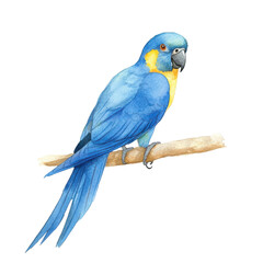 Watercolor illustration of a blue macaw bird, full body, realistic colors, transparent background.