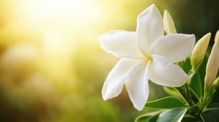 Fototapeta premium A delicate white jasmine flower blooming against a blurred green background, with soft sunlight highlighting the petals.
