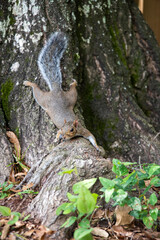 energetic squirrel