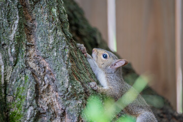 energetic squirrel