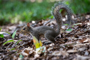 energetic squirrel