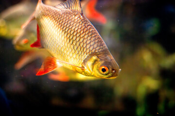 Close-up image of a golden-colored fish with vibrant red fins swimming in an aquarium. The scales...