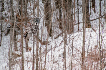 Great Gray Owl