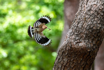 1,후투티,머리,부리,깃털,날개,펼치기,비행,소나무,경주시,경북 © JinChang
