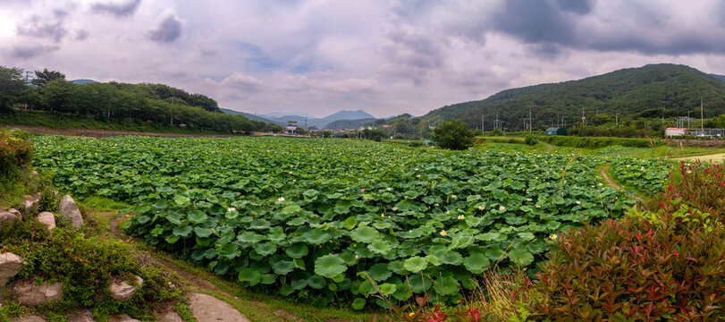 연꽃,잎,연못,곰내연밭,웅천리,기장군,부산