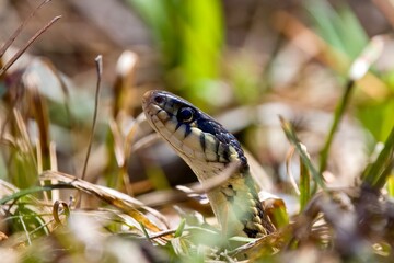 eastern garter snake