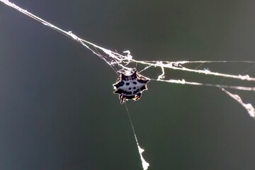 spiny orb weaver on web