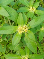 euphorbia heterophylla in the nature