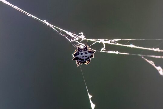 spiny orb weaver on web