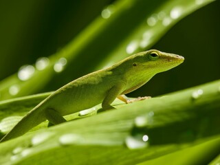 Green Anole