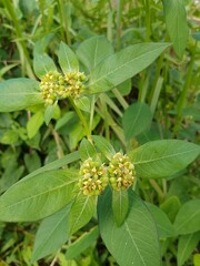 euphorbia heterophylla in the nature