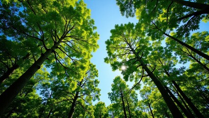 Obraz premium Sun-kissed light dances through a canopy of towering trees, casting dappled shadows on the verdant forest floor, while a serene blue sky stretches above