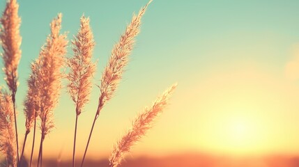 Obraz premium Sunset pampas grass field landscape; serene nature scene