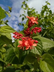 clerodendrum speciosissimum flower in the garden
