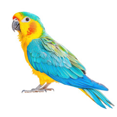 Obraz premium Yellow and blue feather Indian parrot on transparent background