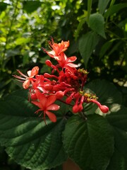 clerodendrum speciosissimum flower in the garden