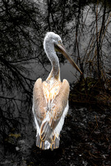 A Dalmatian pelican calmly resting near a tranquil pond. The intricate details of its plumage contrast with the dark water reflecting leafless trees, creating a serene scene