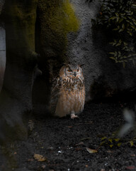 A striking owl resting in a shaded environment, surrounded by textured walls and subtle greenery. Its piercing eyes and intricate feather patterns