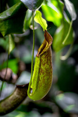 A stunning close-up of a tropical pitcher plant in lush greenery. The intricate details of its unique shape and vibrant colors highlight its natural beauty and carnivorous