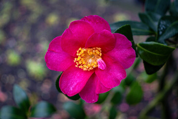 A stunning close-up of a vibrant pink flower in full bloom, showcasing its delicate petals and bright yellow center. The blurred green and earthy background