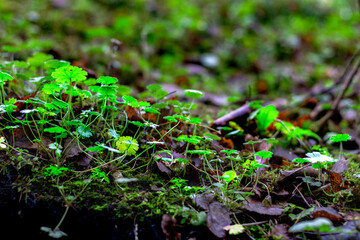 A lush close-up of green ground cover plants growing among dried leaves and moss. The vibrant greenery contrasts beautifully with the earthy tones