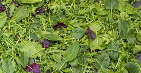 Fresh natural green mix of salads on the table. Spinach, arugula for a healthy diet.