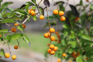 close-up macro cluster of orange brown fruit berries dangling from slender stems in morning sunlight
