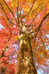 紅葉