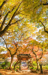 紅葉