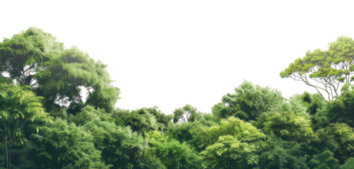 PNG Amazon rainforest landscape nature scenery green.