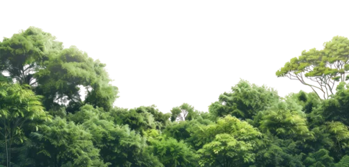 Fototapete PNG Amazon rainforest landscape nature scenery green. © Rawpixel.com