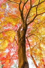 紅葉