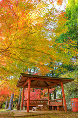 紅葉