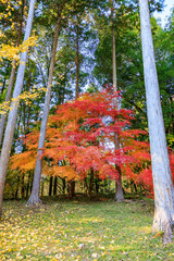 紅葉