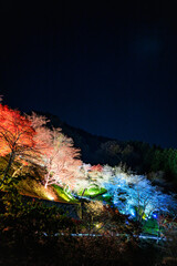 四季桜ライトアップ