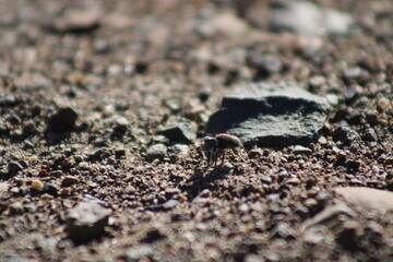 spider on the beach