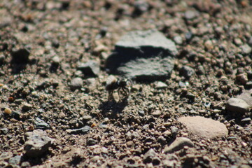 spider on the sand