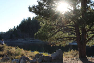 morning in the forest